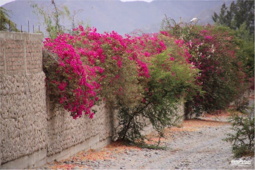 Nasca - The Aqueducts of Cantalloc