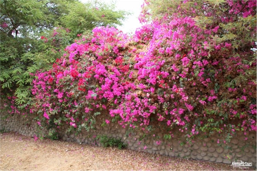 Nasca - The Aqueducts of Cantalloc