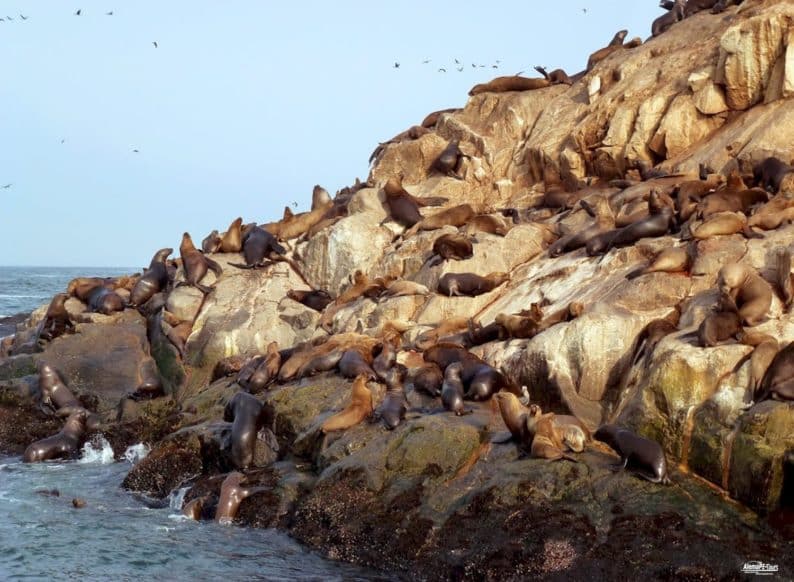 Callao - Islas Palomino