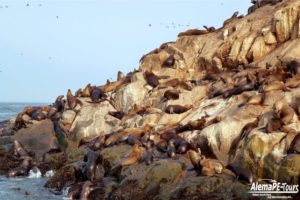 Callao - Islas Palomino