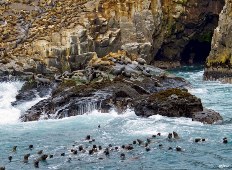 Callao - Islas Palomino