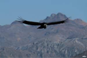 Chivay - Cañon Colca