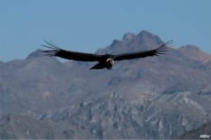 Chivay - Cañon Colca