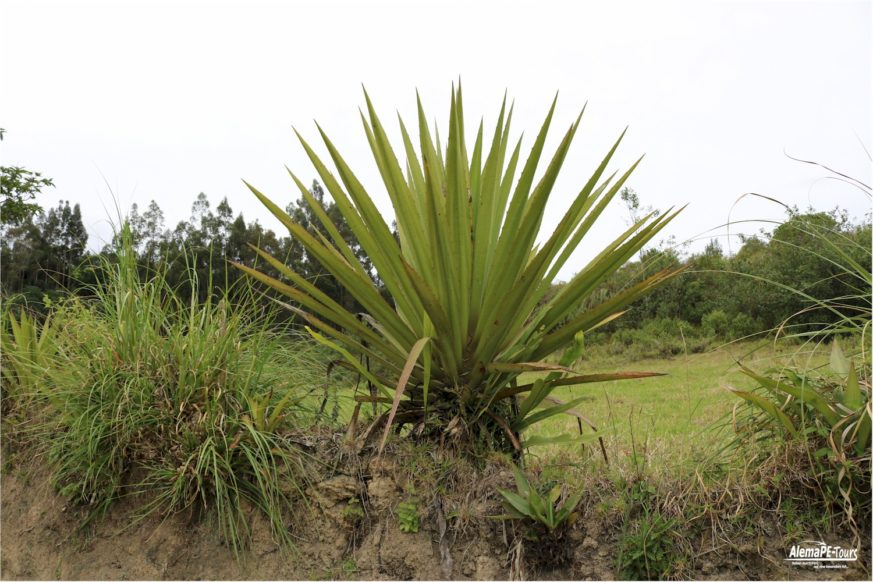 Chachapoyas - Karajia