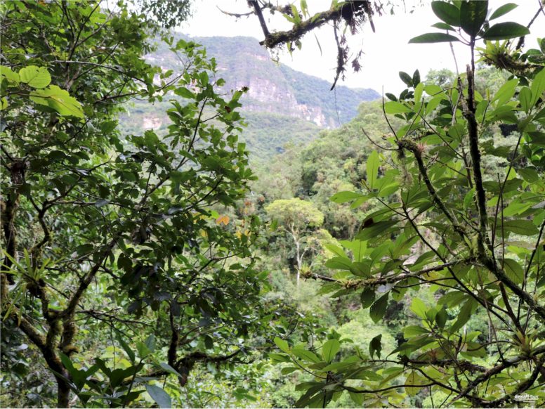 Chachapoyas - Cocachimba - Catarata de Gocta