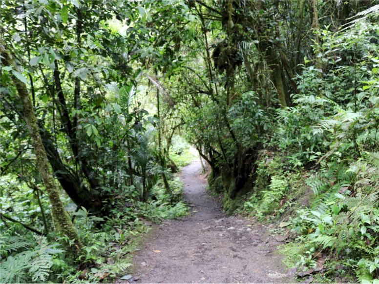 Chachapoyas - Cocachimba - Catarata de Gocta