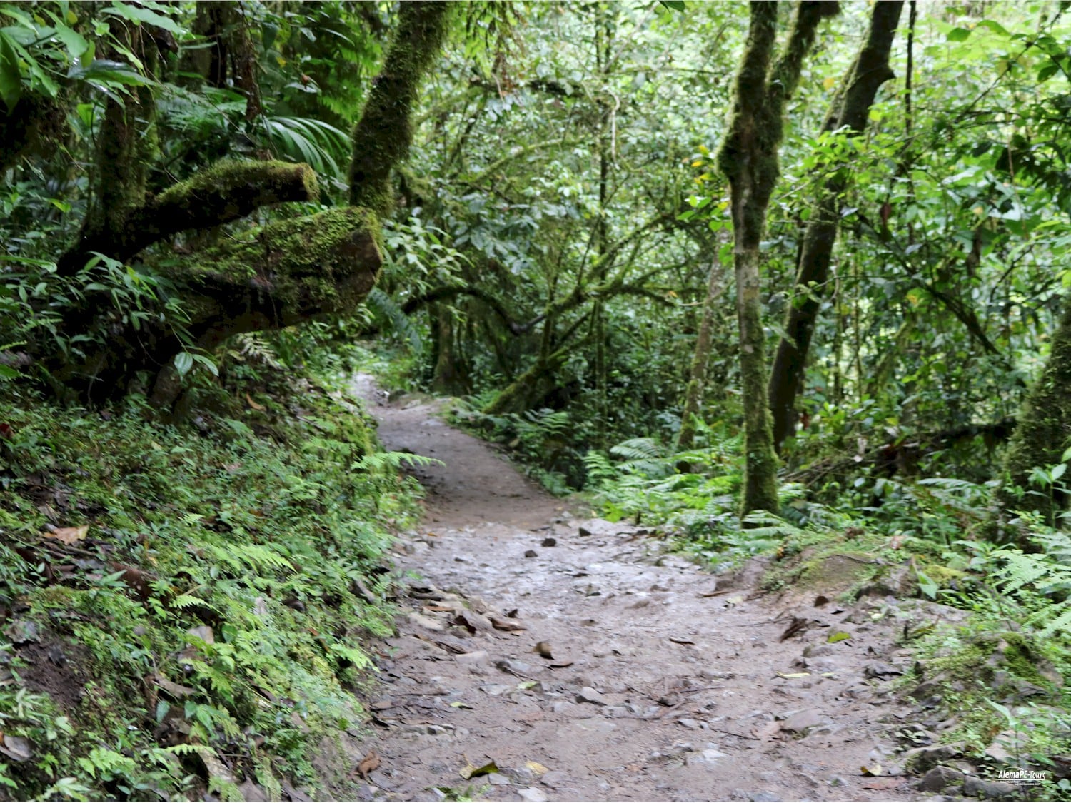 Chachapoyas - Cocachimba - Catarata de Gocta