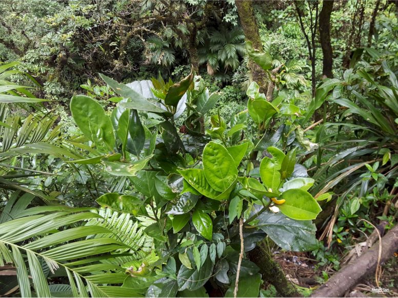 Chachapoyas - Cocachimba - Catarata de Gocta