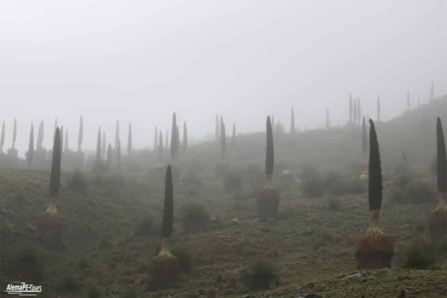 Huaraz - Parque Nacional Huascarán