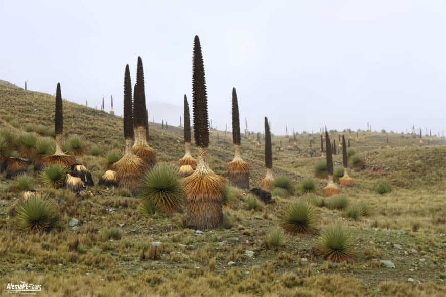 Huaraz - Parque Nacional Huascarán