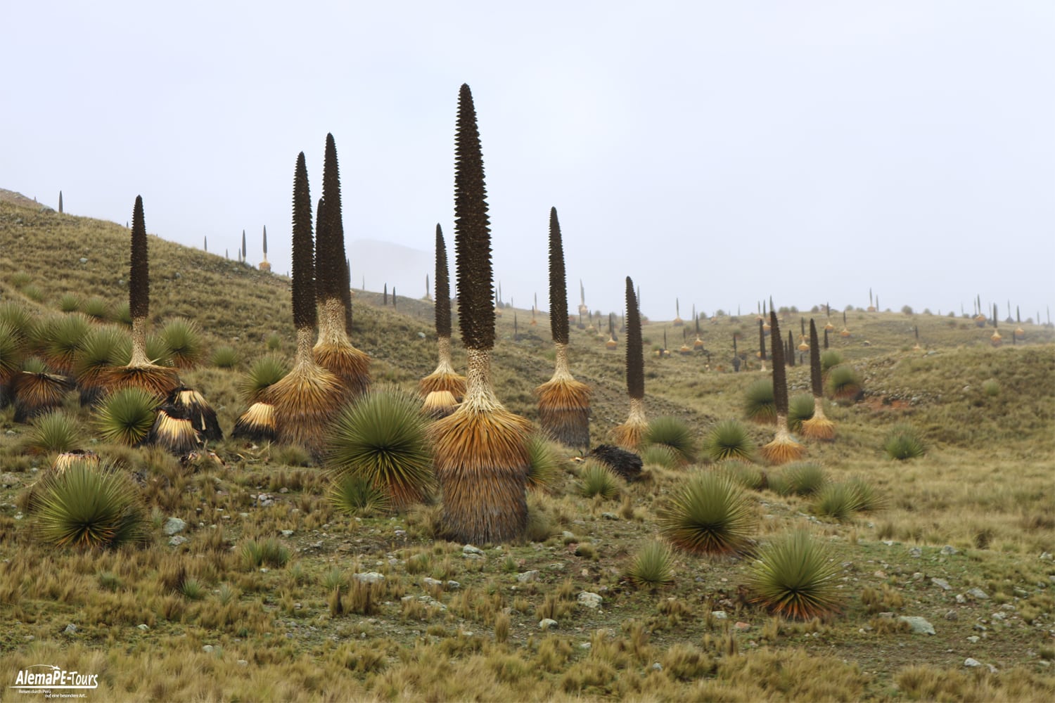 Huaraz - Parque Nacional Huascarán