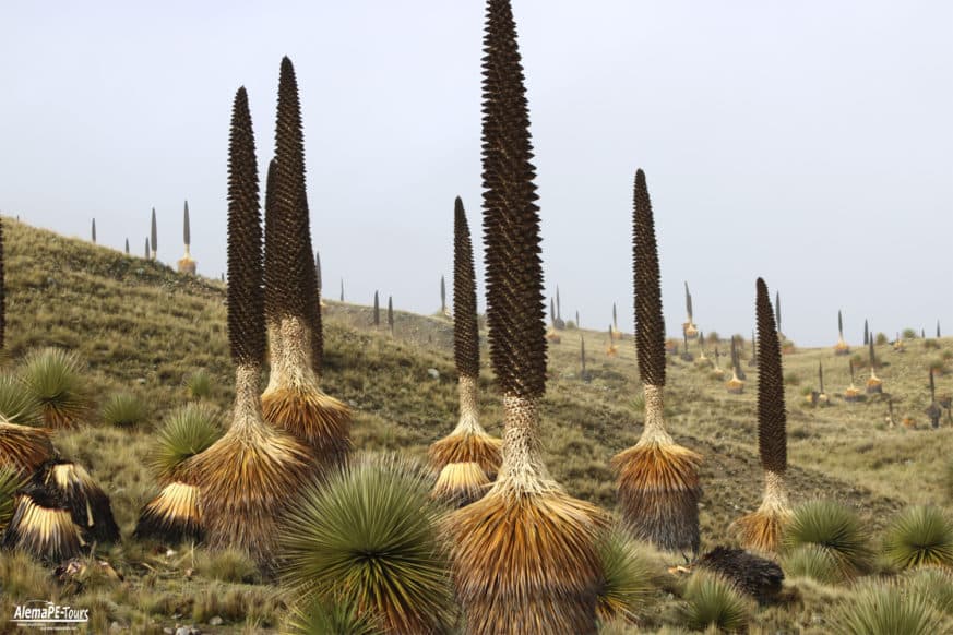 Huaraz - Parque Nacional Huascarán