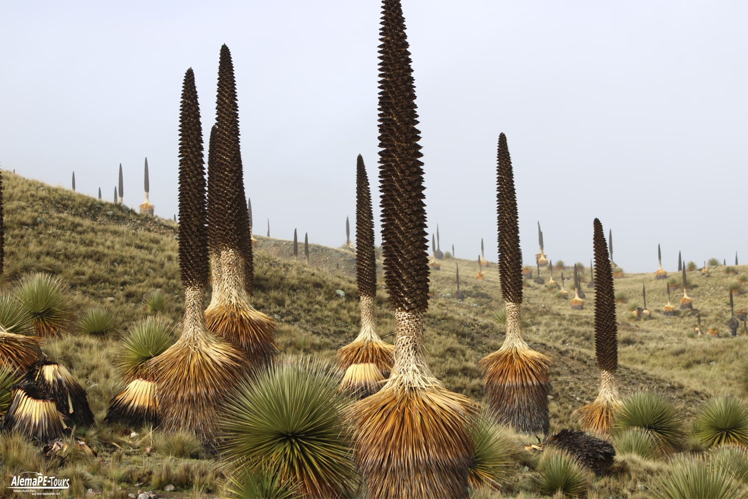 Huaraz - Parque Nacional Huascarán