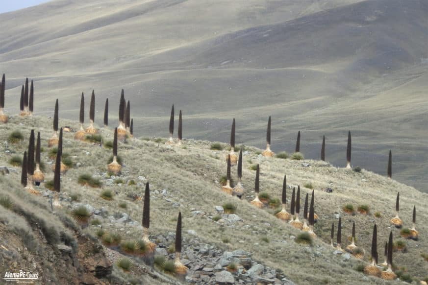 Huaraz - Parque Nacional Huascarán