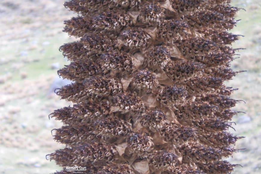 Huaraz - Parque Nacional Huascarán