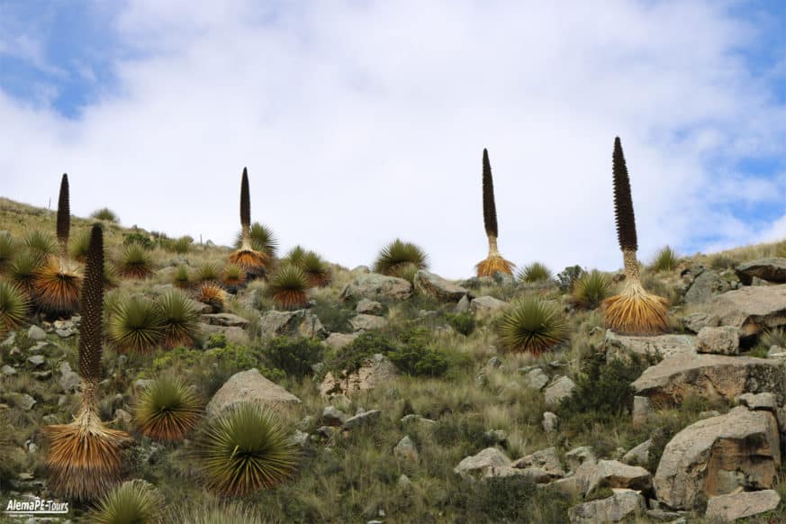 Huaraz - Parque Nacional Huascarán