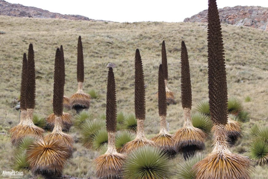Huaraz - Parque Nacional Huascarán