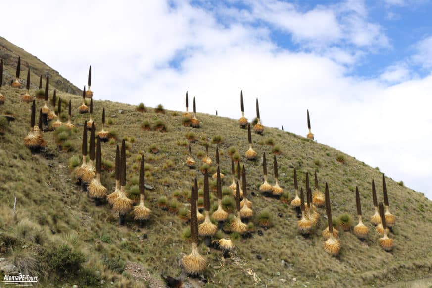 Huaraz - Parque Nacional Huascarán