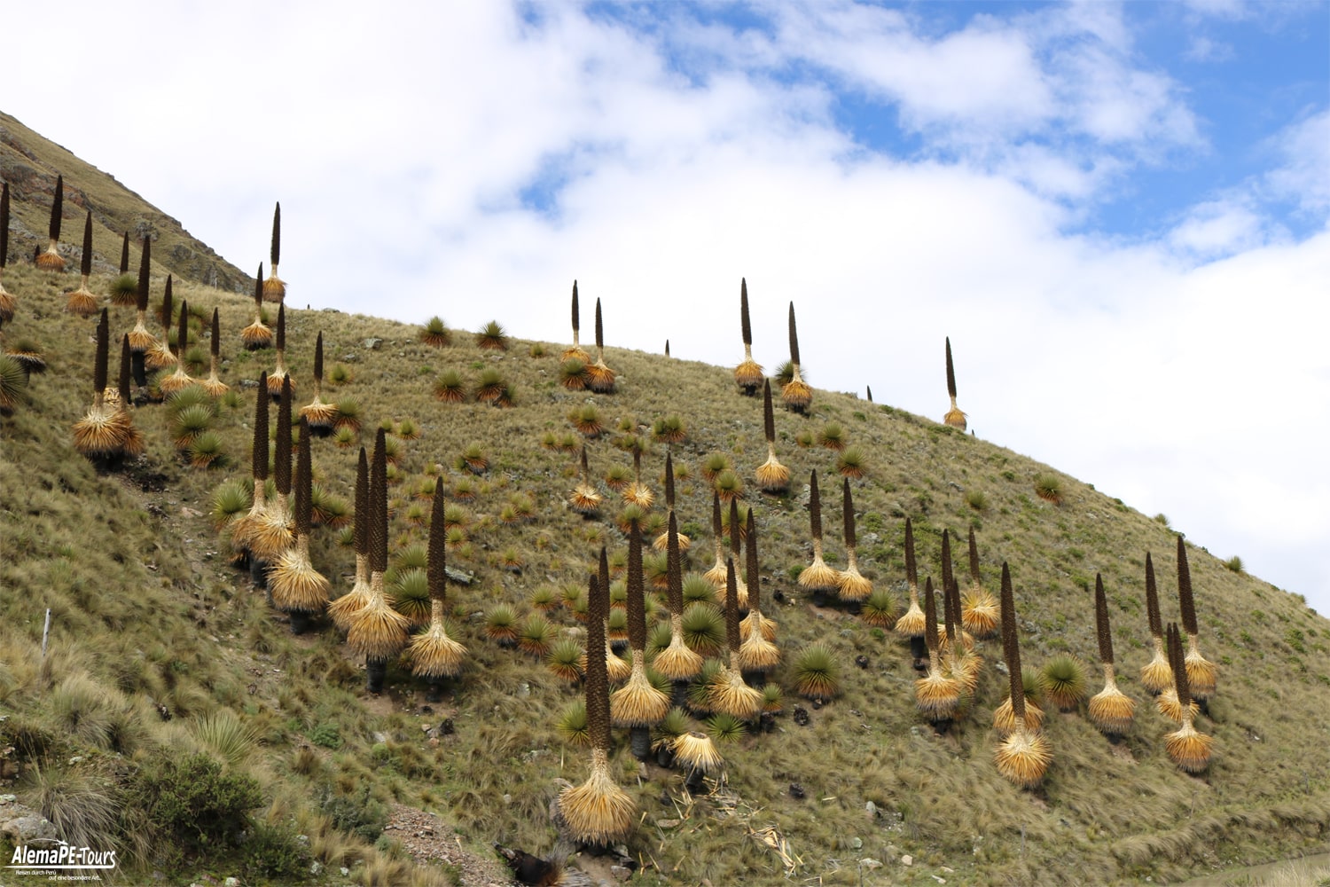 Huaraz - Parque Nacional Huascarán