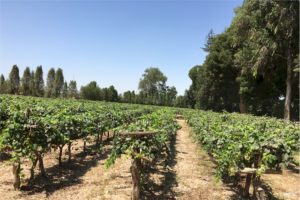 Ica - Tacama Ica - Tacama