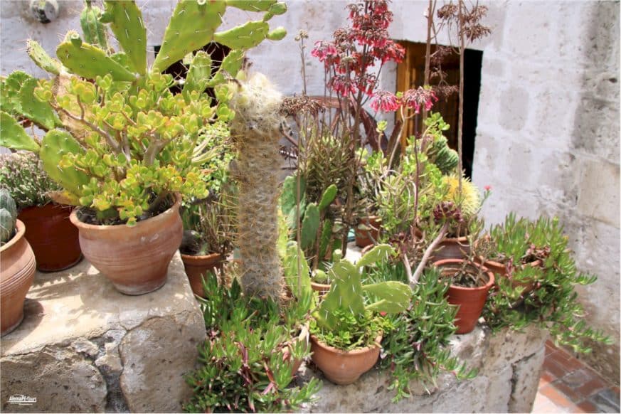 Arequipa - Molino Sabandia