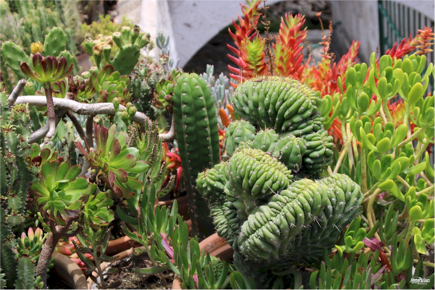 Arequipa - Molino Sabandia