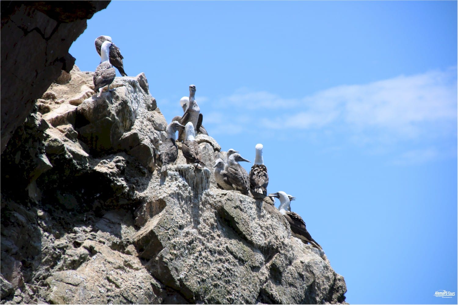 Paracas - Islas Ballestas