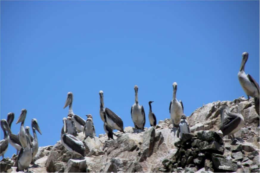 Paracas - Islas Ballestas