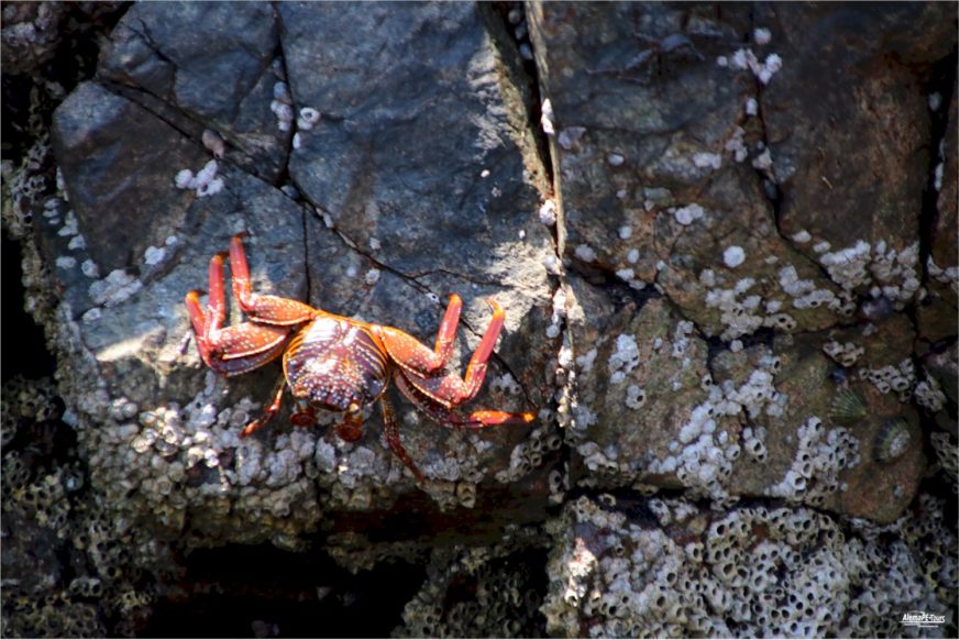 Paracas - Islas Ballestas