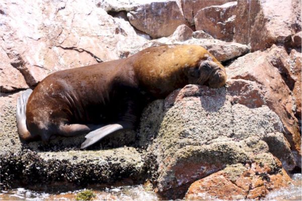 Paracas - Islas Ballestas