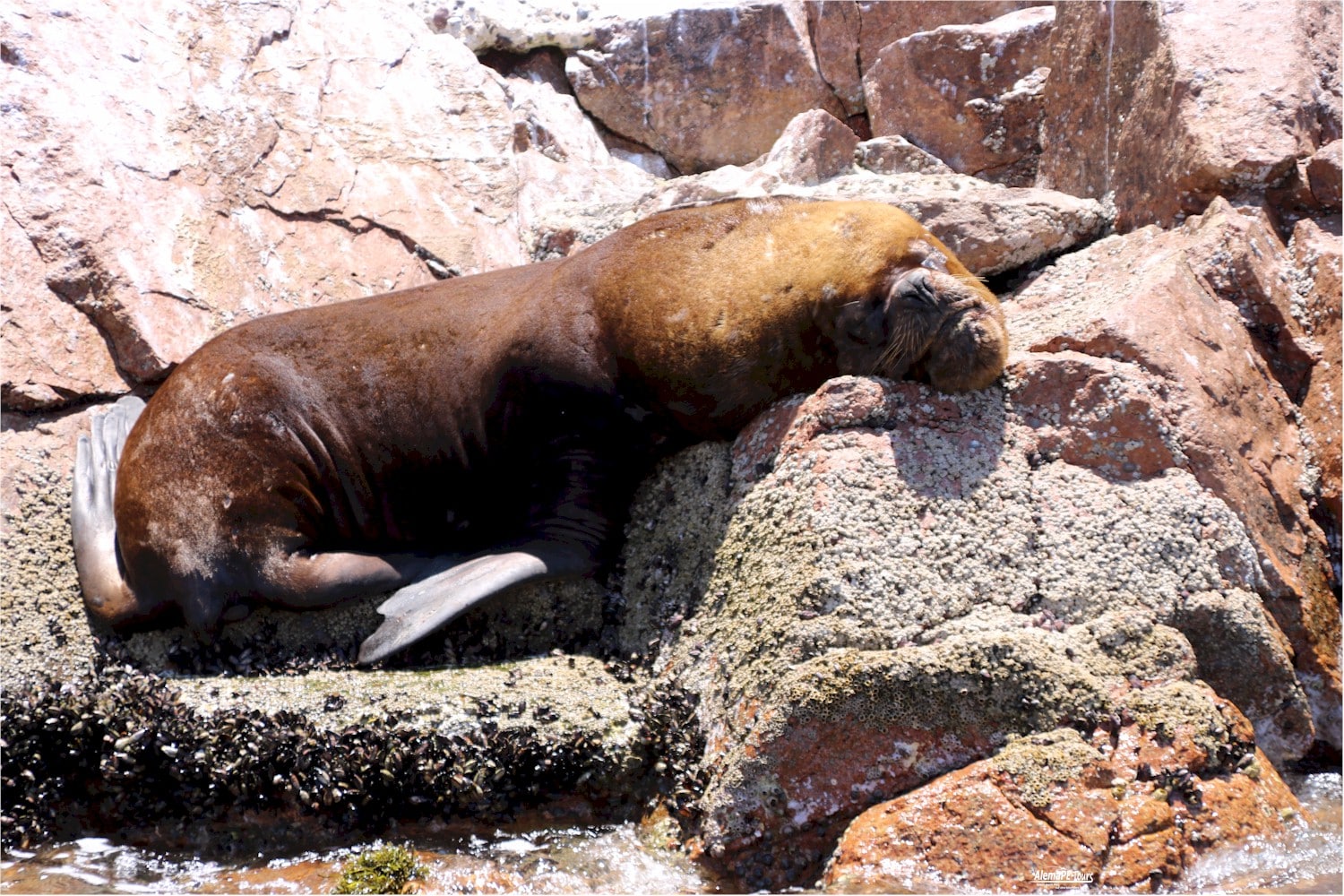 Paracas - Islas Ballestas