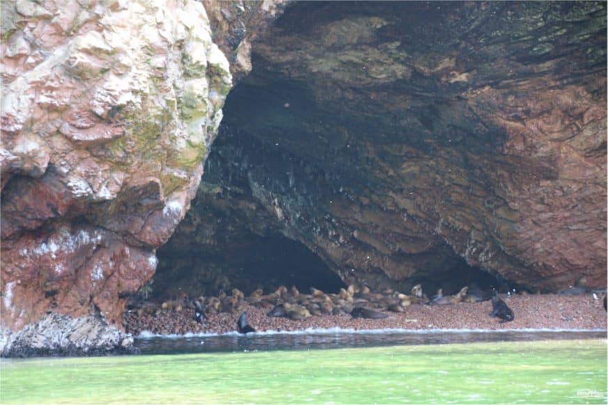 Paracas - Islas Ballestas