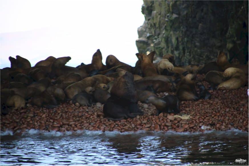 Paracas - Islas Ballestas