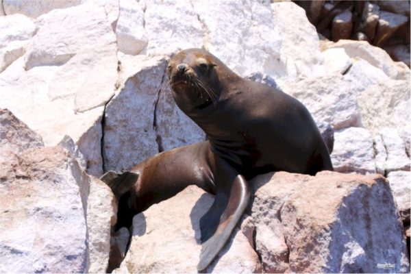 Paracas - Islas Ballestas