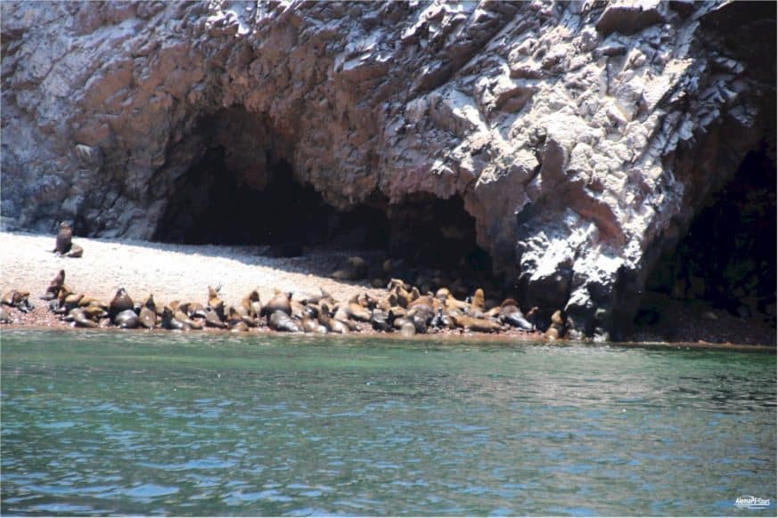 Paracas - Islas Ballestas