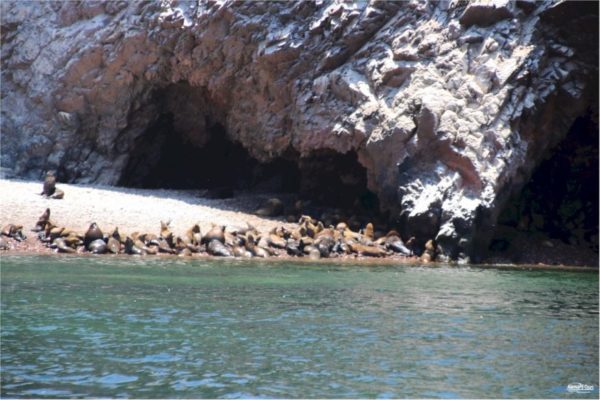 Paracas - Islas Ballestas