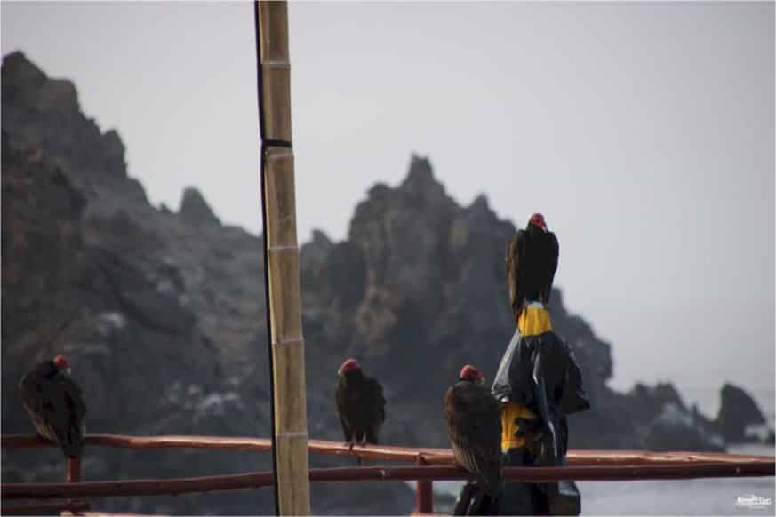 Puerto Inka - Gallinazos