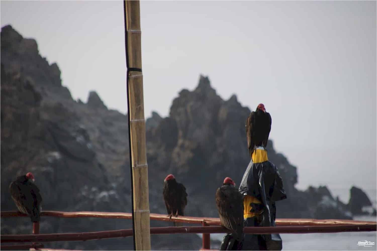 Puerto Inka - Gallinazos