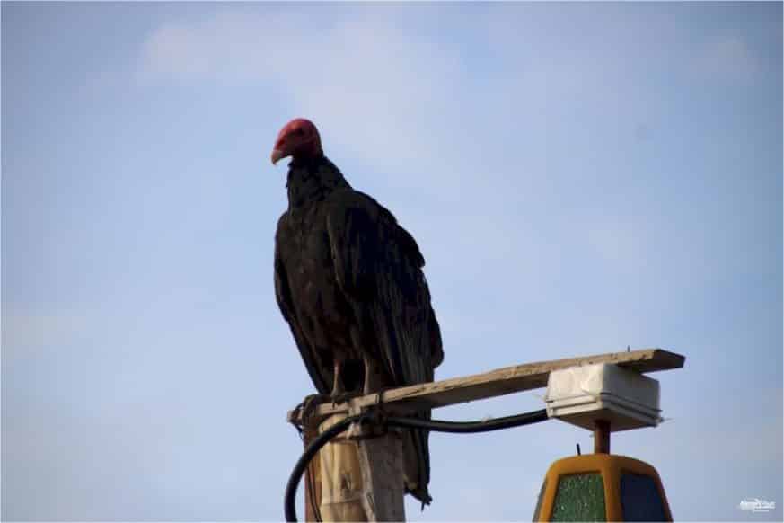 Puerto Inka - Gallinazos