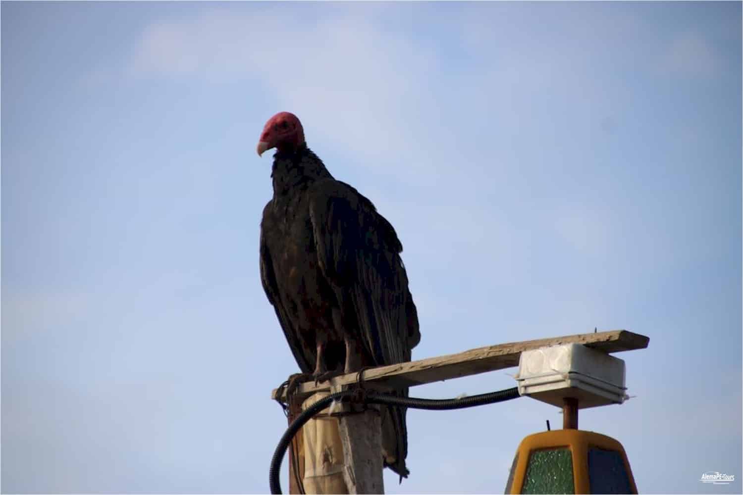 Puerto Inka - Gallinazos