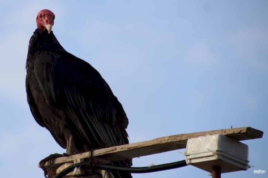 Puerto Inka - Gallinazos