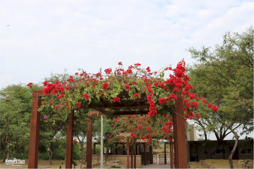Chiclayo - Túcume - Museo de Sitio de Túcume