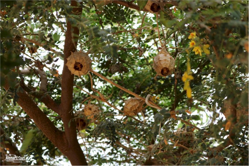 Chiclayo - Túcume - Museo de Sitio de Túcume