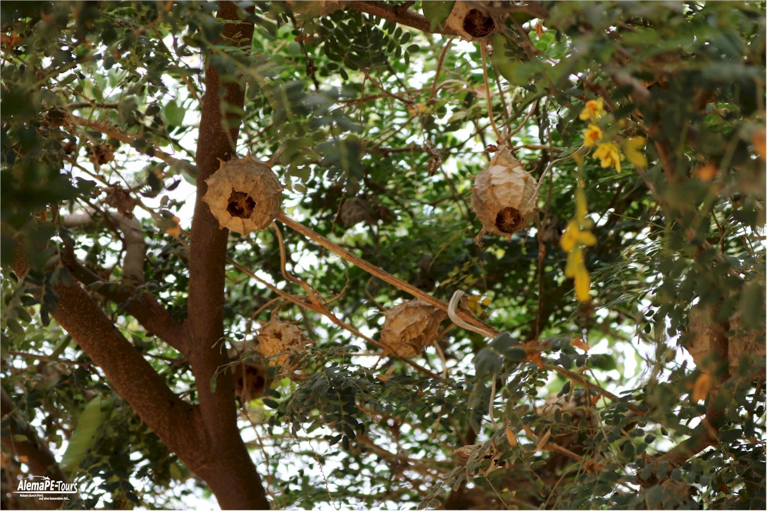Chiclayo - Túcume - Museo de Sitio de Túcume