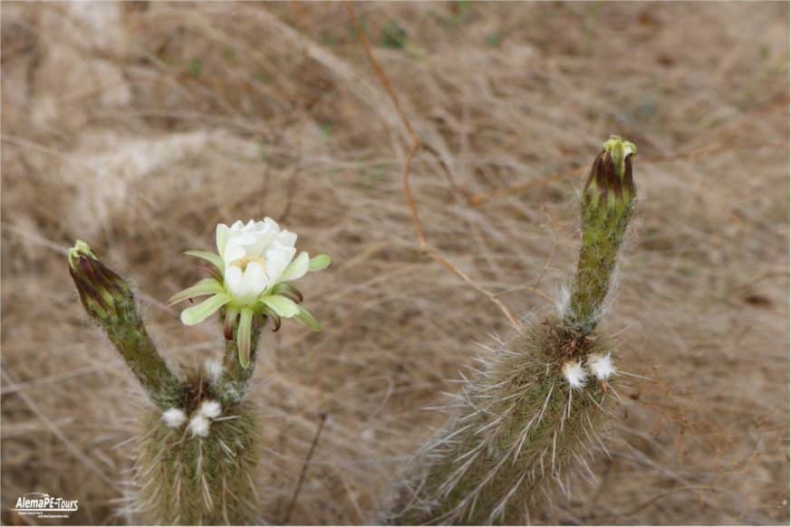 Chiclayo - Túcume - Museo de Sitio de Túcume