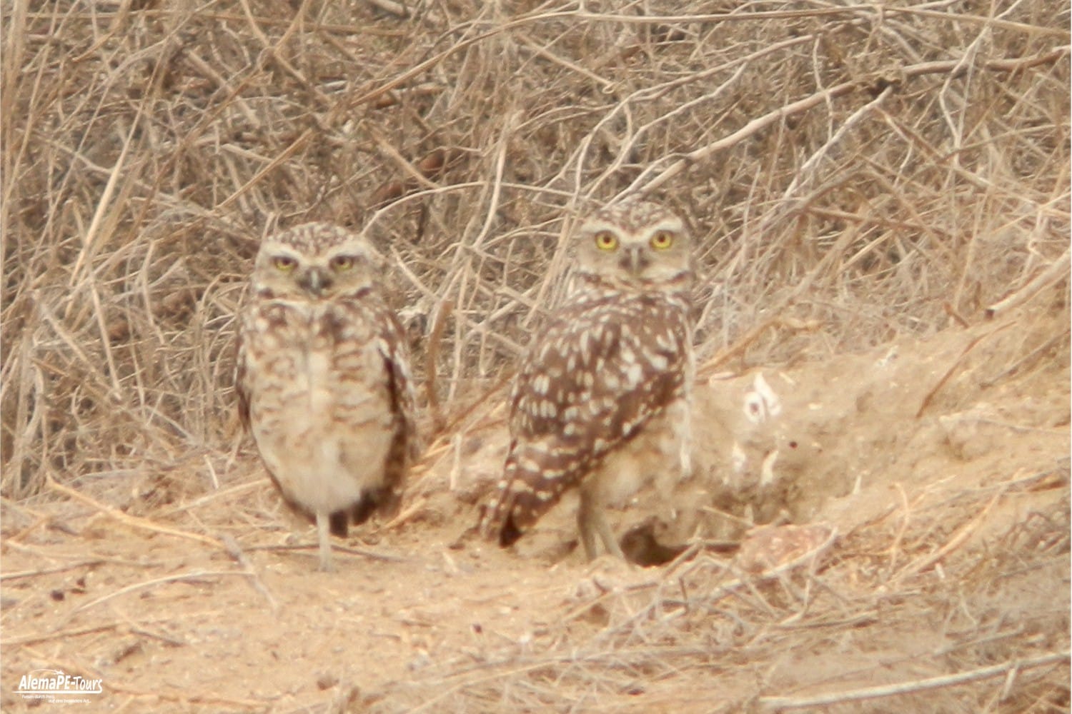 Chiclayo - Túcume - Museo de Sitio de Túcume