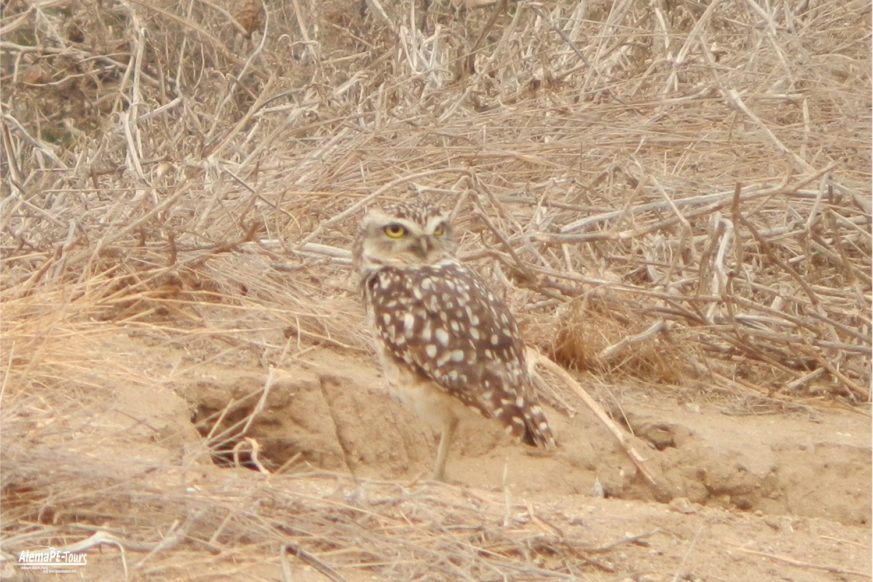 Chiclayo - Túcume - Museo de Sitio de Túcume