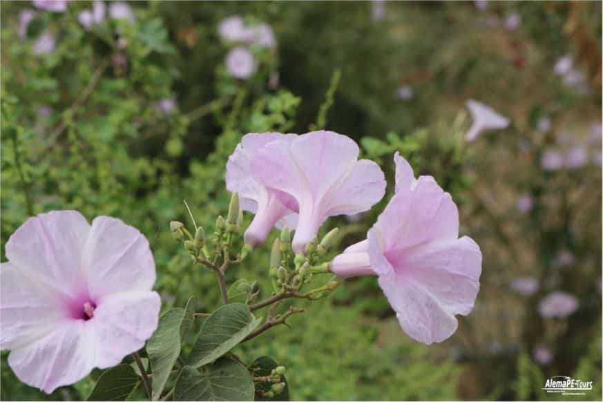 Chiclayo - Túcume - Museo de Sitio de Túcume