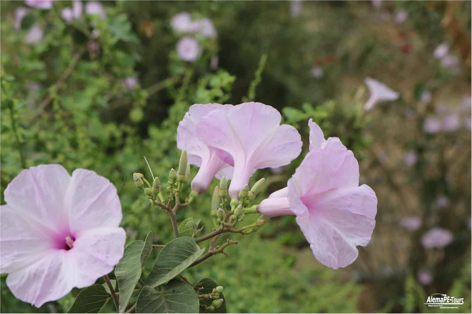 Chiclayo - Túcume - Museo de Sitio de Túcume
