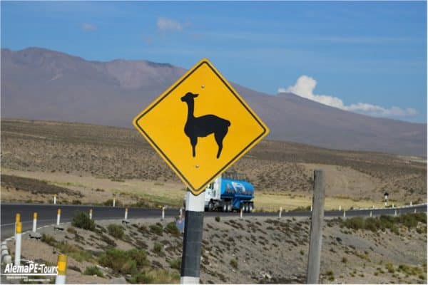 Heute, am 15. November, ist der "Nationalfeiertag der Vicuña" 2 Chivay